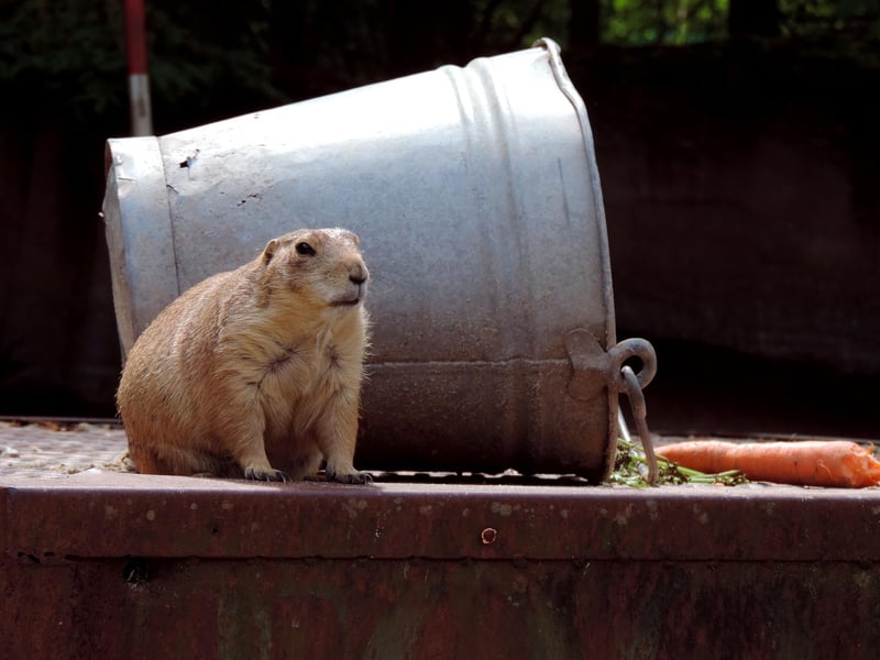 Groundhog Day