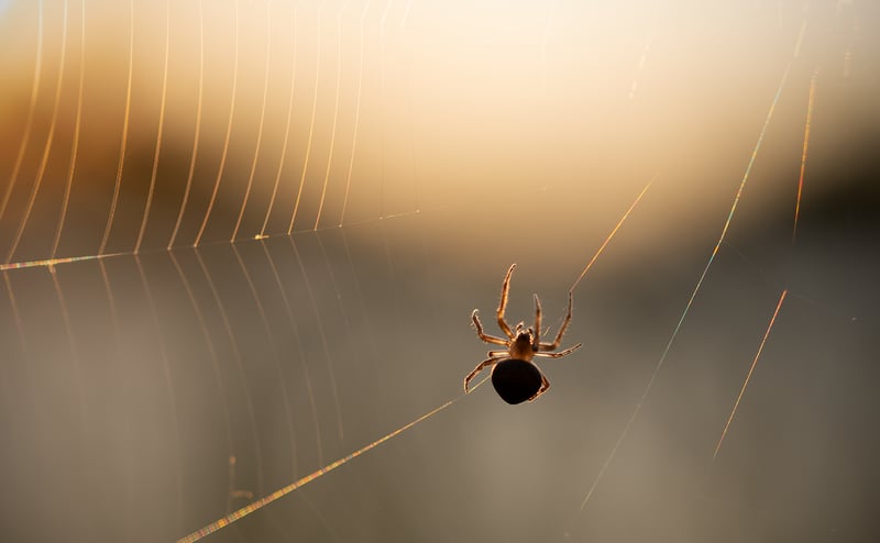 Charlotte's Web